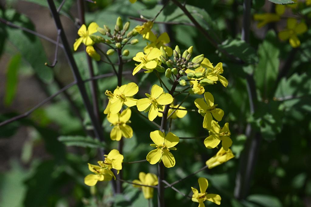 3035-05268657 Tower Hill Botanic Garden, MA.JPG - Dogmustard (Erucastrum gallicum). New England Botanic Garden at Tower Hill, MA, 5-26-2025